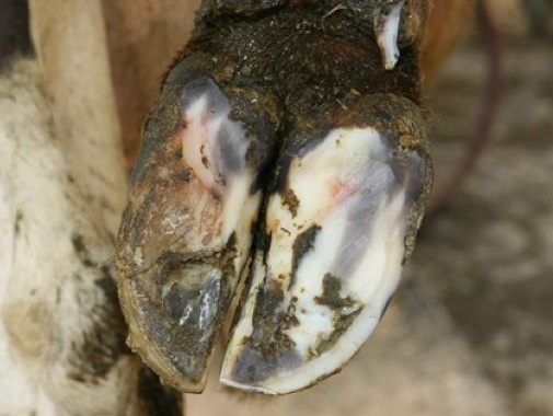 Black marks on a hoof.